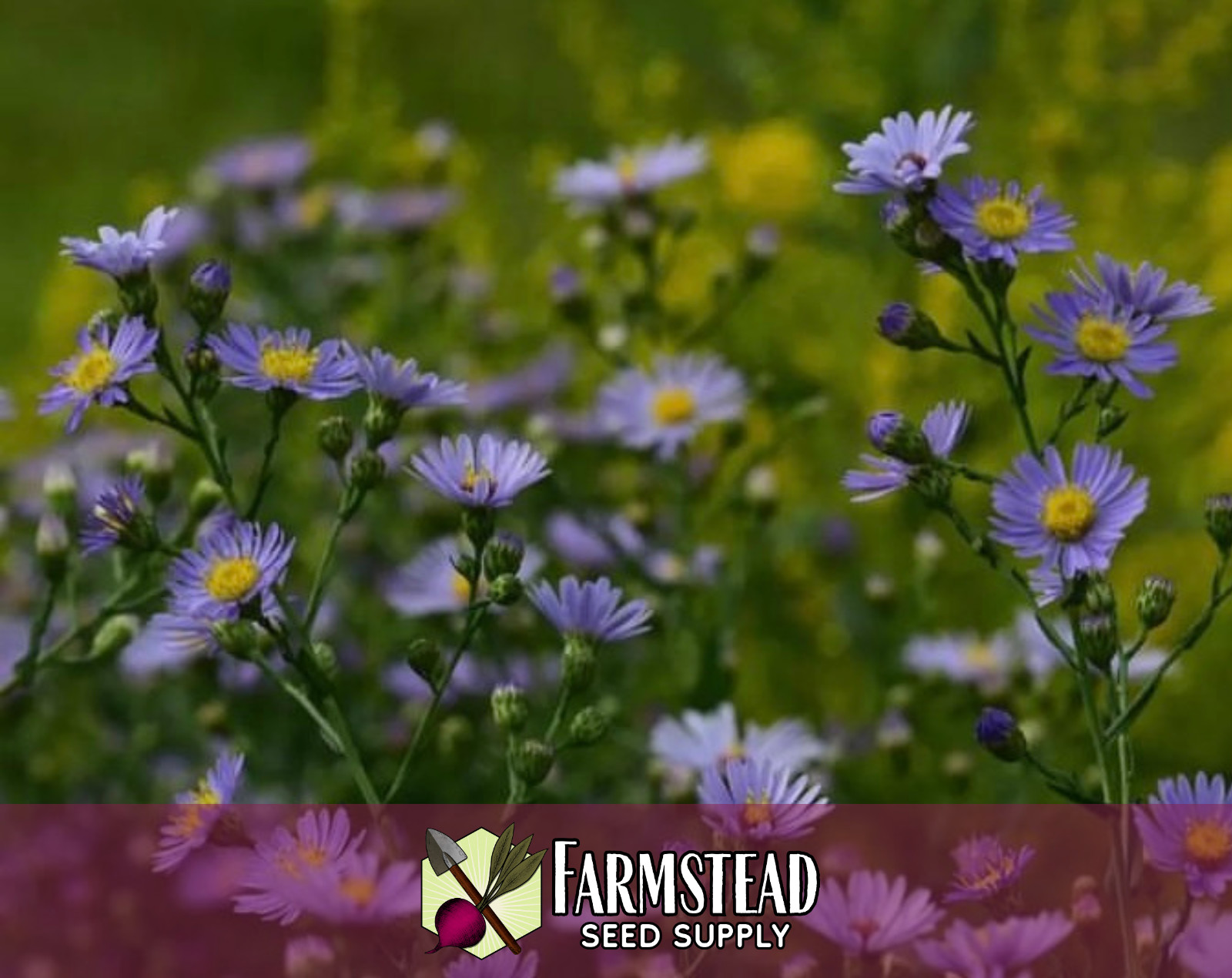 1,600+ Smooth Blue Aster Seeds | Perennial Native Wildflower Gardening