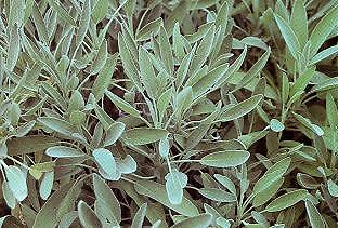 Sage Garden Salvia officinalis 1,000 seeds