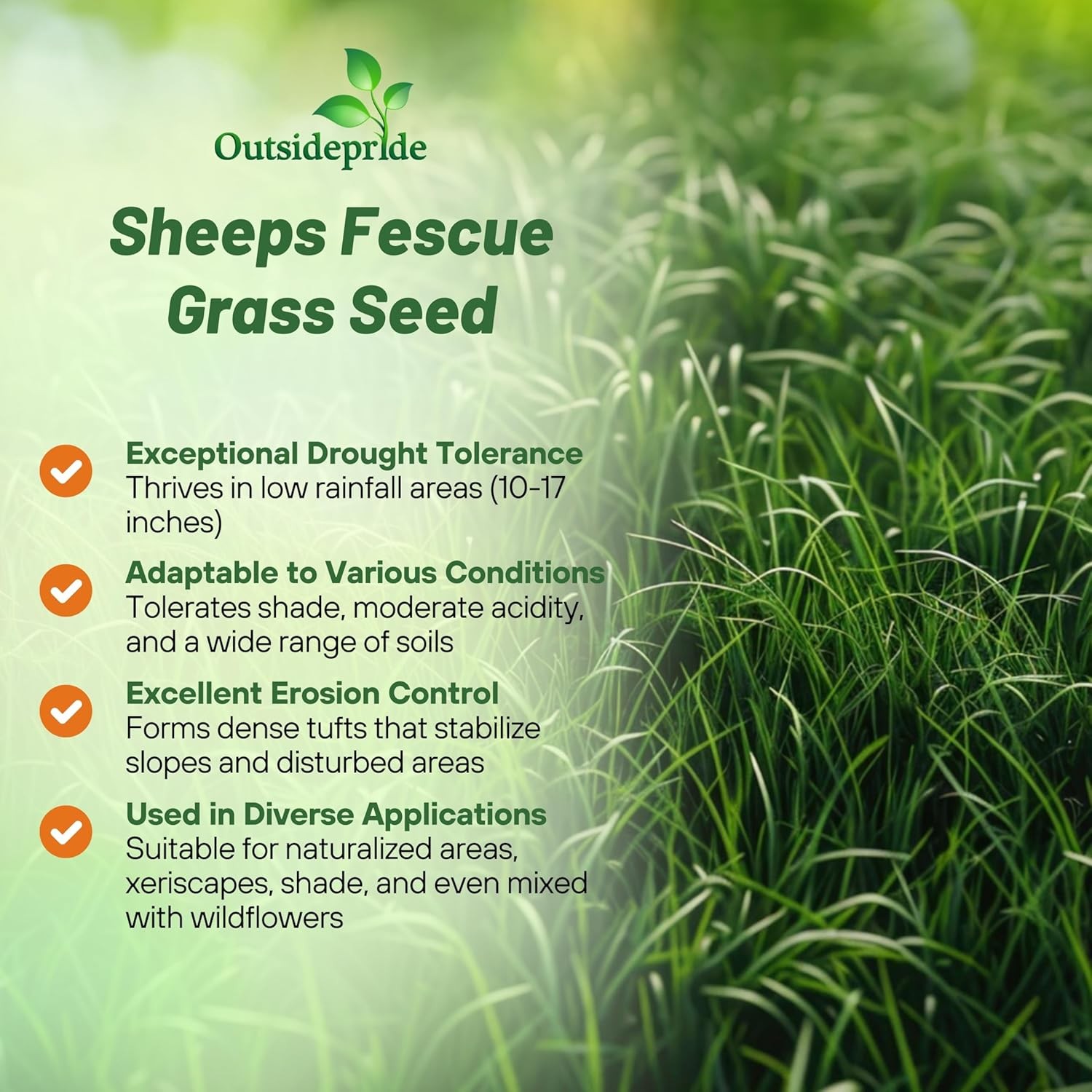 5 LBS – OptiGrowth Coated Sheeps Fine Fescue Xeriscaping Drought Tolerant
