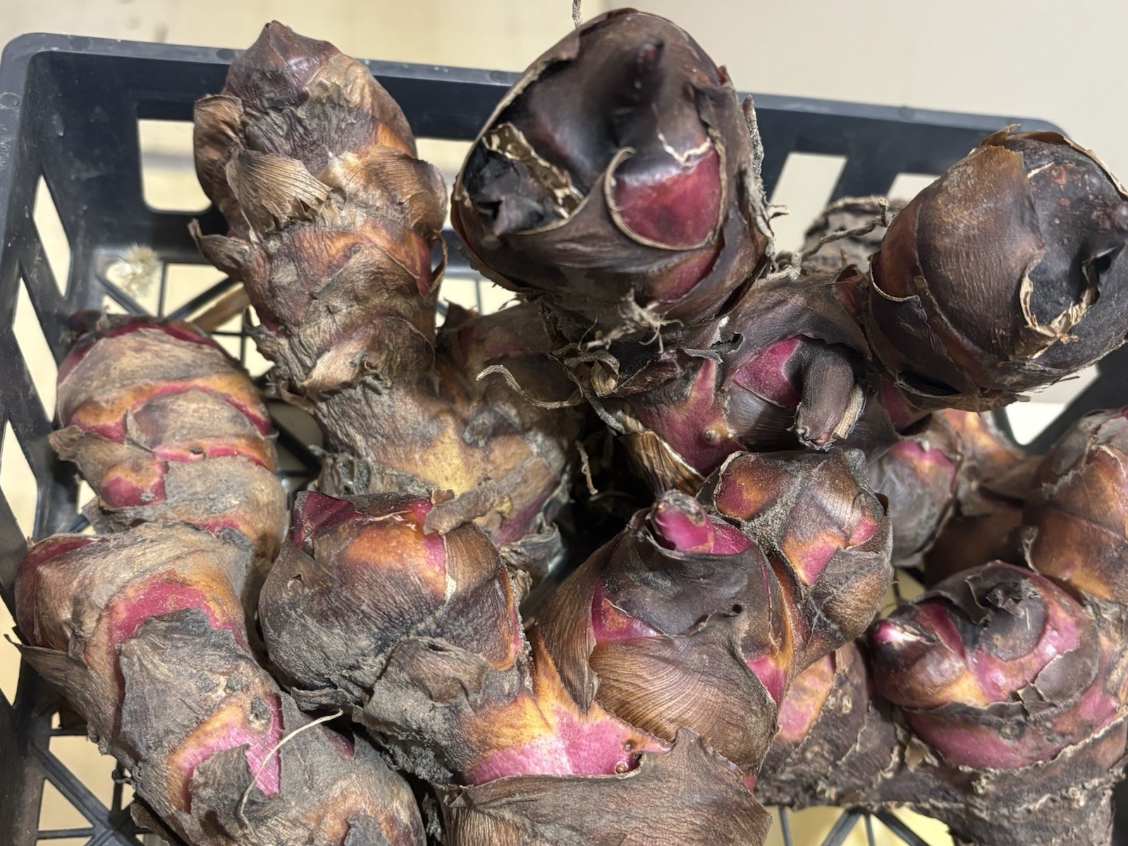 Canna Lily & Elephant Ear Bulbs Large 6 Pk Red Flowers Purple Leaves Tropical