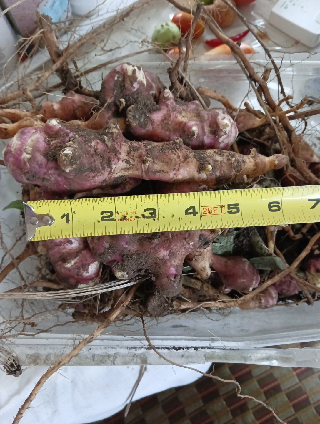 2 LBs Tubers Premium Organic PINK Jerusalem Artichoke (Sunchoke), Plant Or Eat!