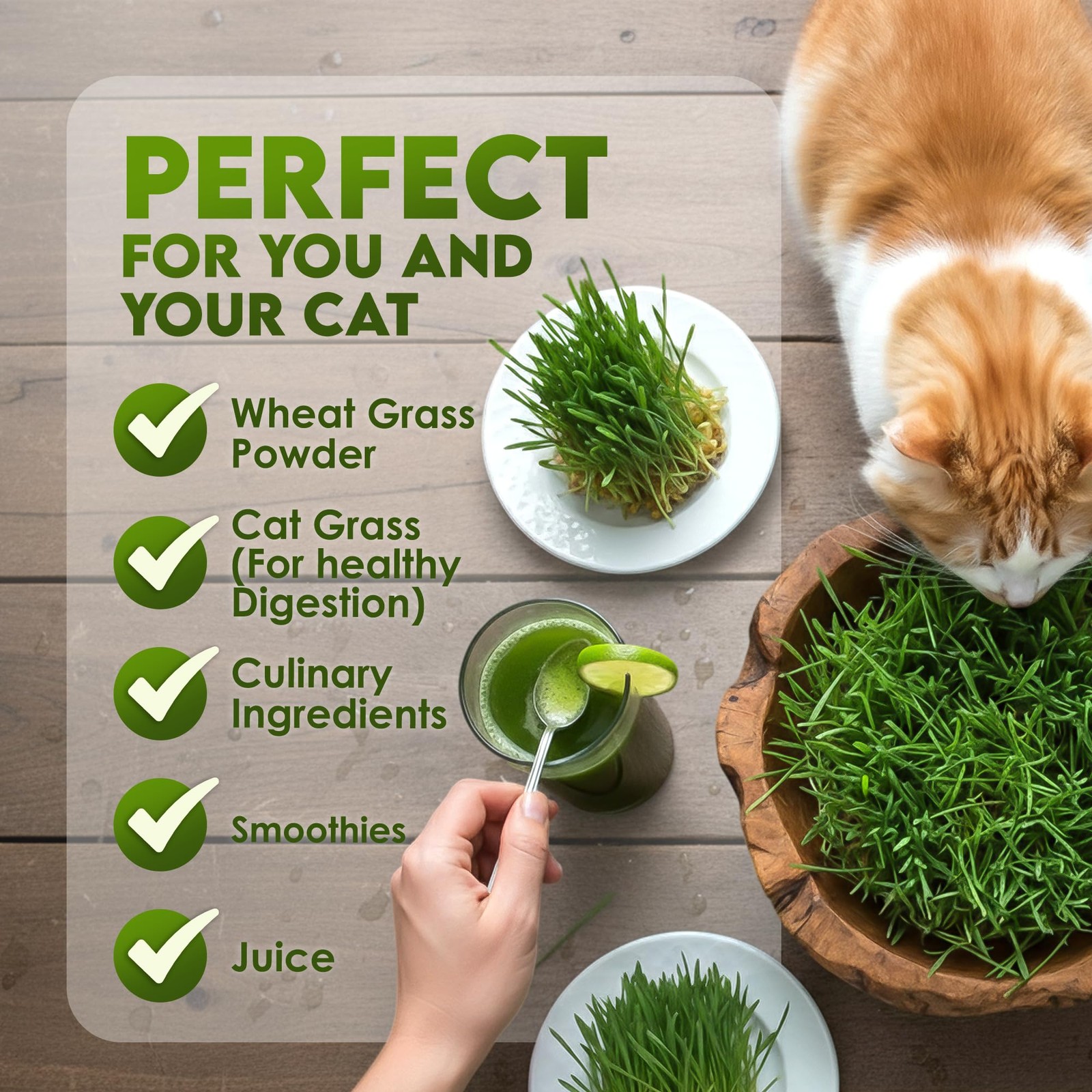 Wheat Grass Seeds – Non-GMO Organic Seeds for Planting, Cat Grass for Growing…