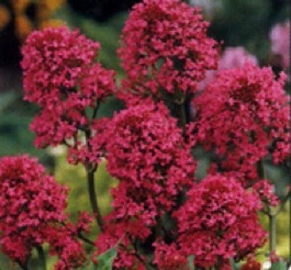 40+ RED JUPITER’S BEARD CENTRANTHUS FLOWER SEEDS / PERENNIAL