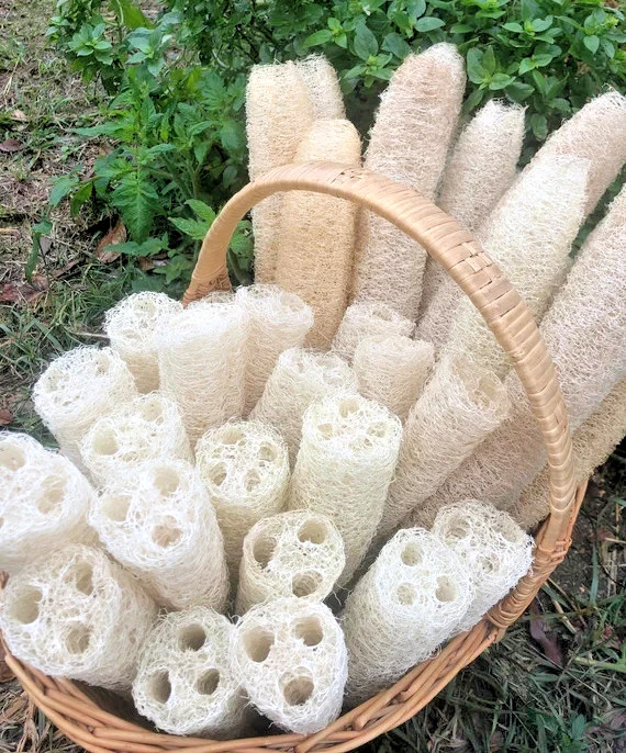 **LUFFA CYLINDRICA SEEDS 20+ SPONGE GOURD vegetable dishcloth FREE SHIPPING**