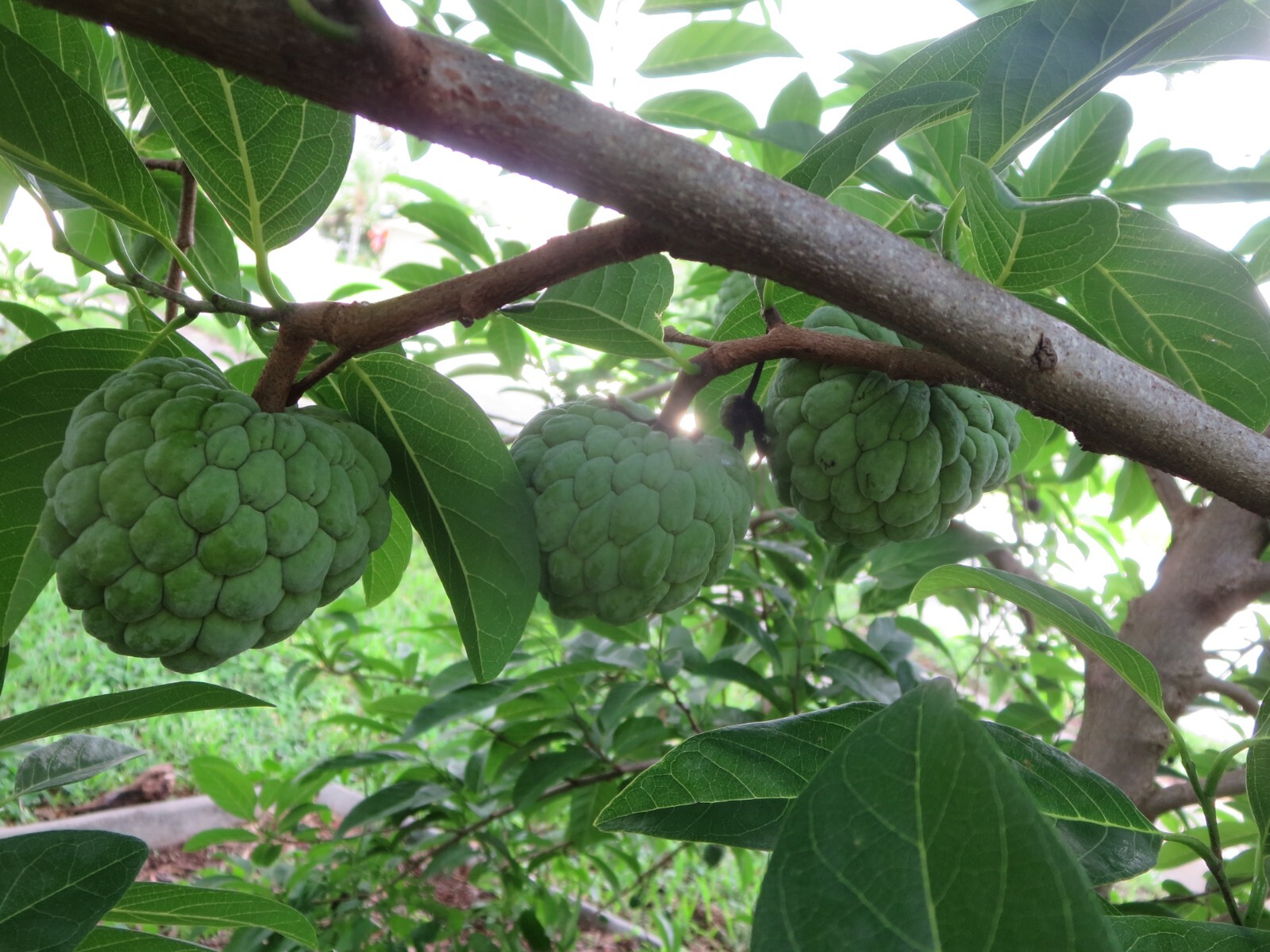 Sugar Apple Annona Squamosa Fruit Organic 10 Seeds Florida Grown Harvested 2024