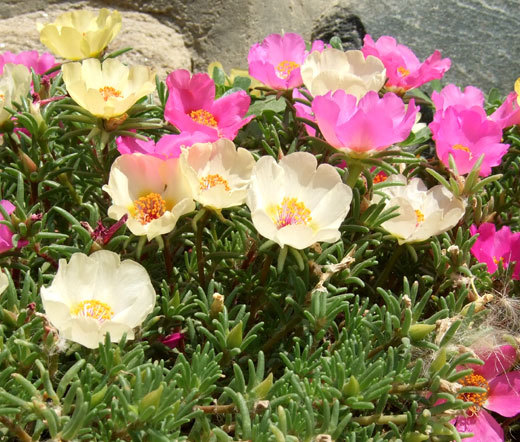 MOSS ROSE MIX Portulaca Grandiflora – 1,250 Bulk Seeds