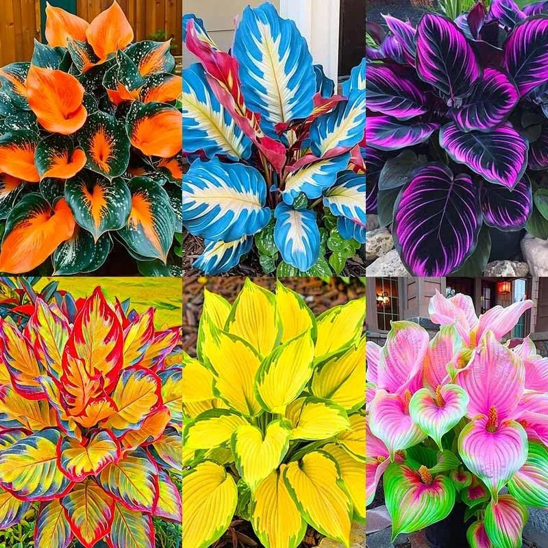 185+ Mixed Color Hosta Seeds for Planting Outdoors- Shade/Cold Tolerant Perennia