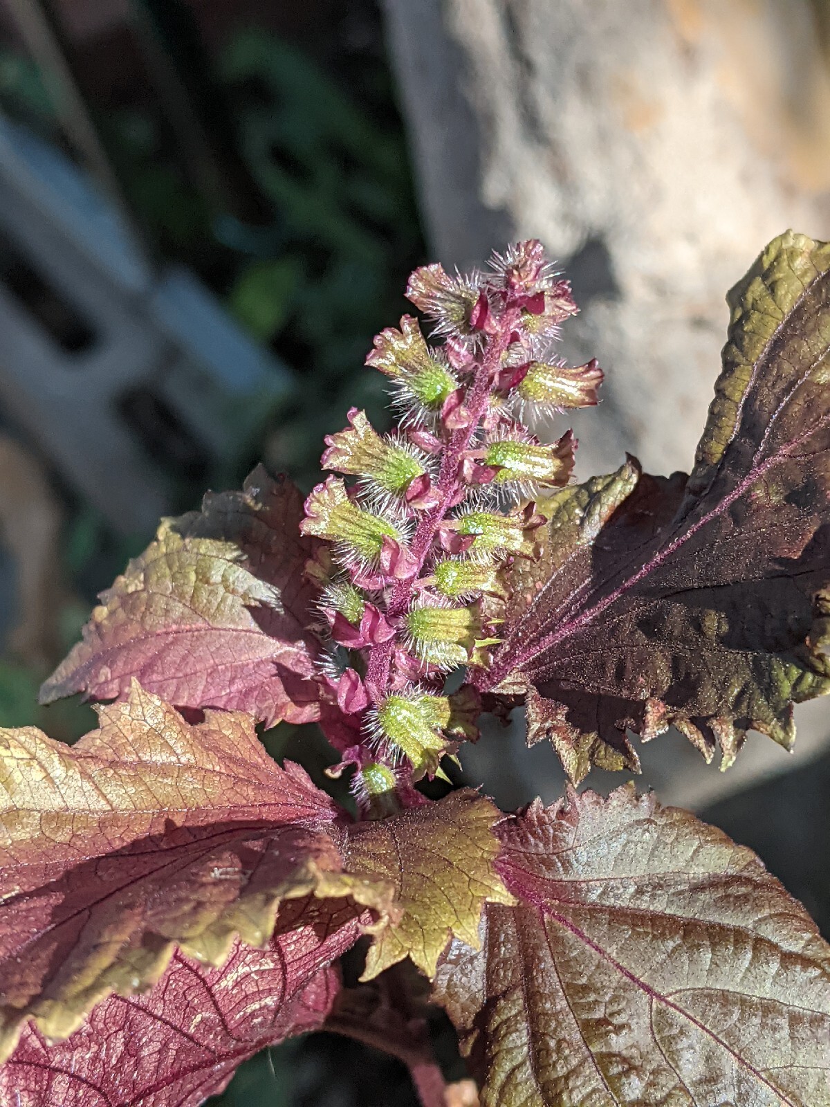 Purple Basil Perilla (100+ Seeds) Shiso Red Mint – 2023 Harvest Grown In The USA