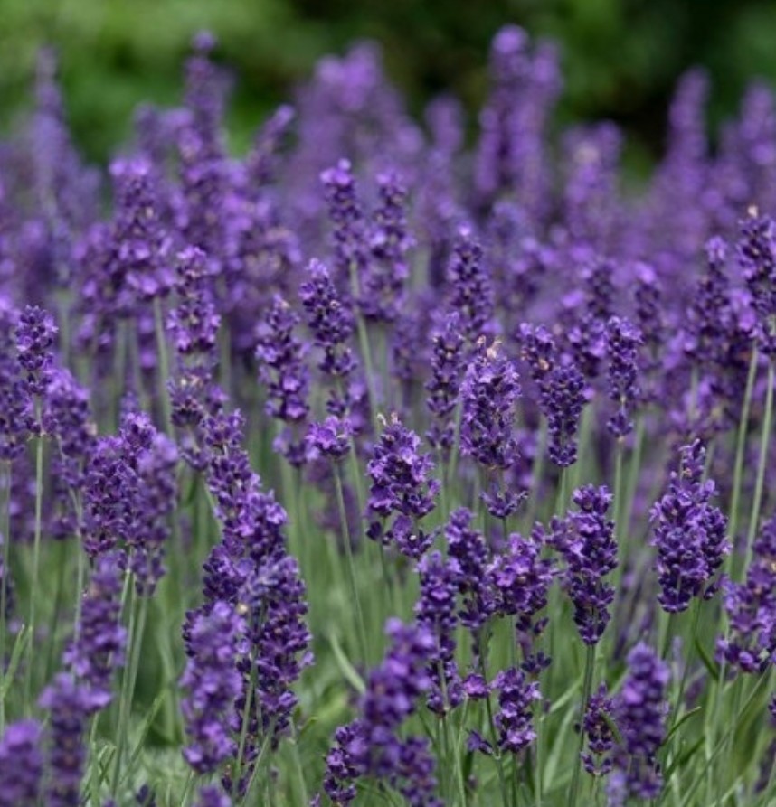 250+ Lavender Vera Seeds **Fresh Seeds* ~~Free Shipping~~