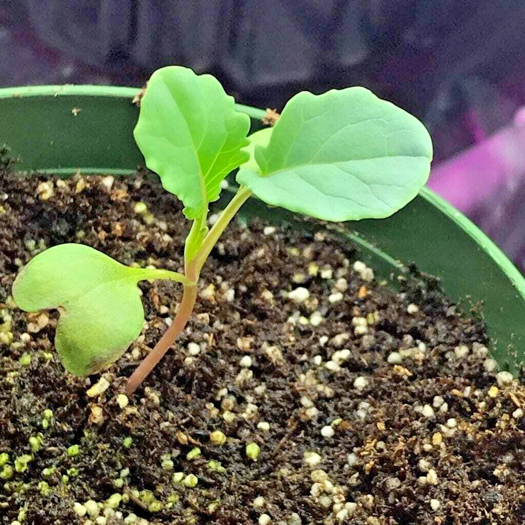 301+Waltham 29 BROCCOLI Seeds Organic Heirloom Cool Season Vegetable Garden Easy