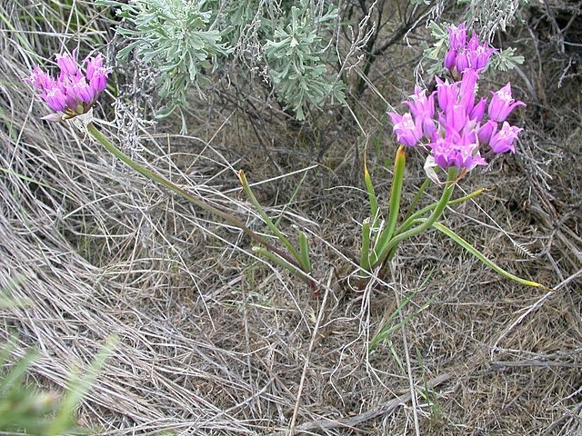 Allium acuminatum | Tapertip Onion | 10 Seeds