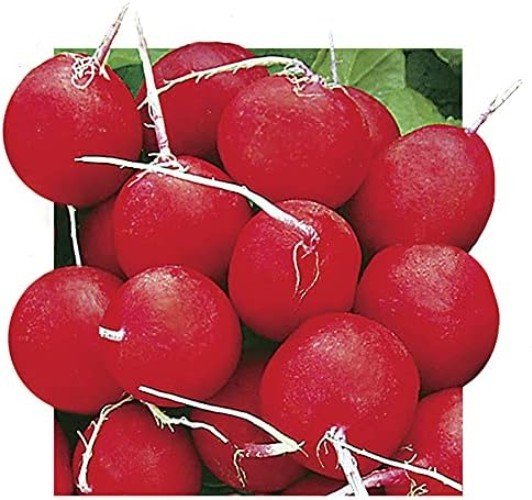 Grab Flavorful Annabel Radish Seeds – Biodegradable 15ft Tape for Your Garden