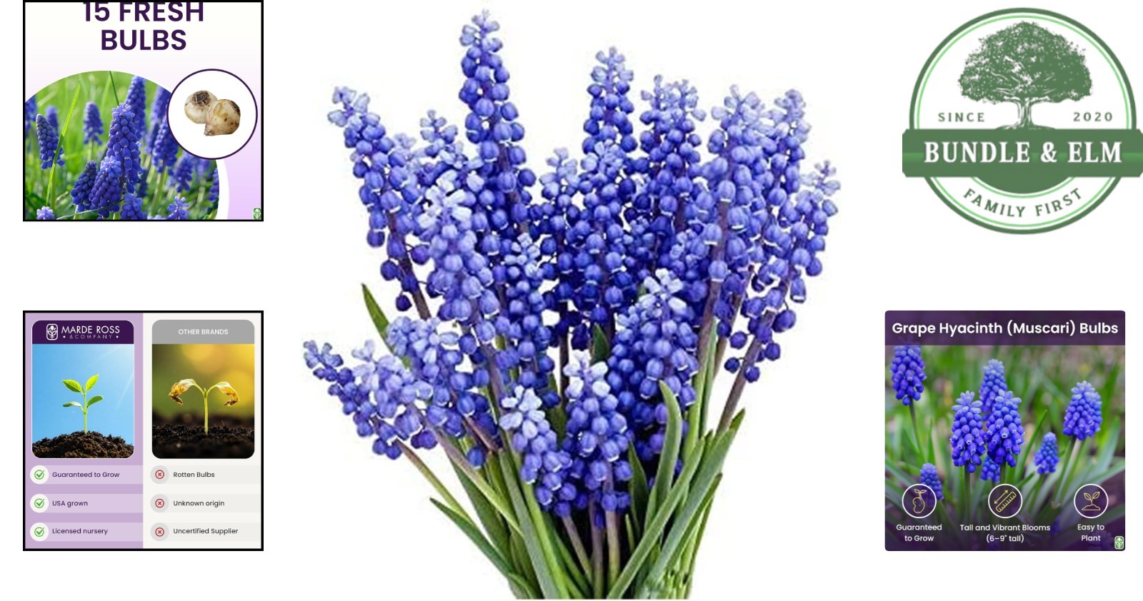 Grape Hyacinth Flower Bulbs, 15 Count, Perfect for Garden Borders and Pathways