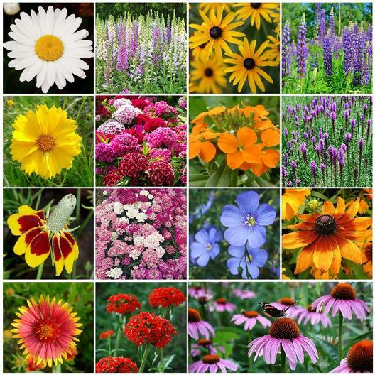 Bulk Pack ALL PERENNIAL WILDFLOWERS Fall or Spring Planting Non-GMO 3000+ Seeds