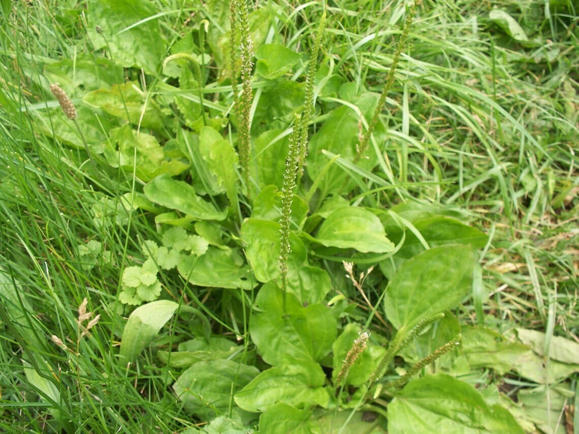100 SEEDS COMMON PLANTAIN