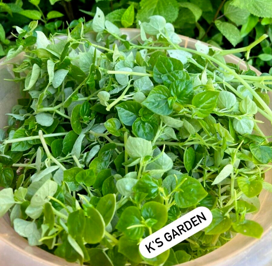 (500+ PCS) CRAB CLAW ,PEPEROMIA PELLUCIDA SEEDS, HẠT RAU CÀNG CUA