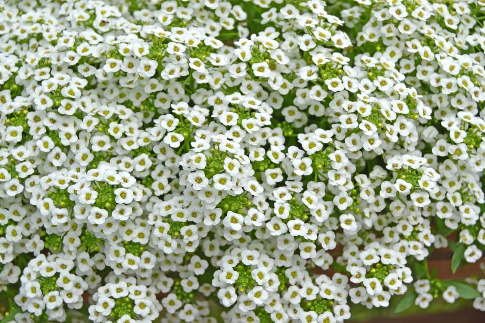 White Alyssum Clover Seeds for Planting – Creeping Ground Cover, Carpet of Snow,