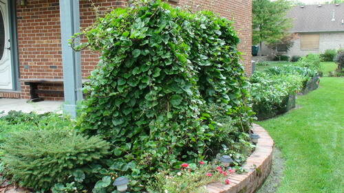 50 Seeds Red Malabar Spinach, Heirloom – EDIBLE ORNAMENTAL WITH AWESOME COLORS