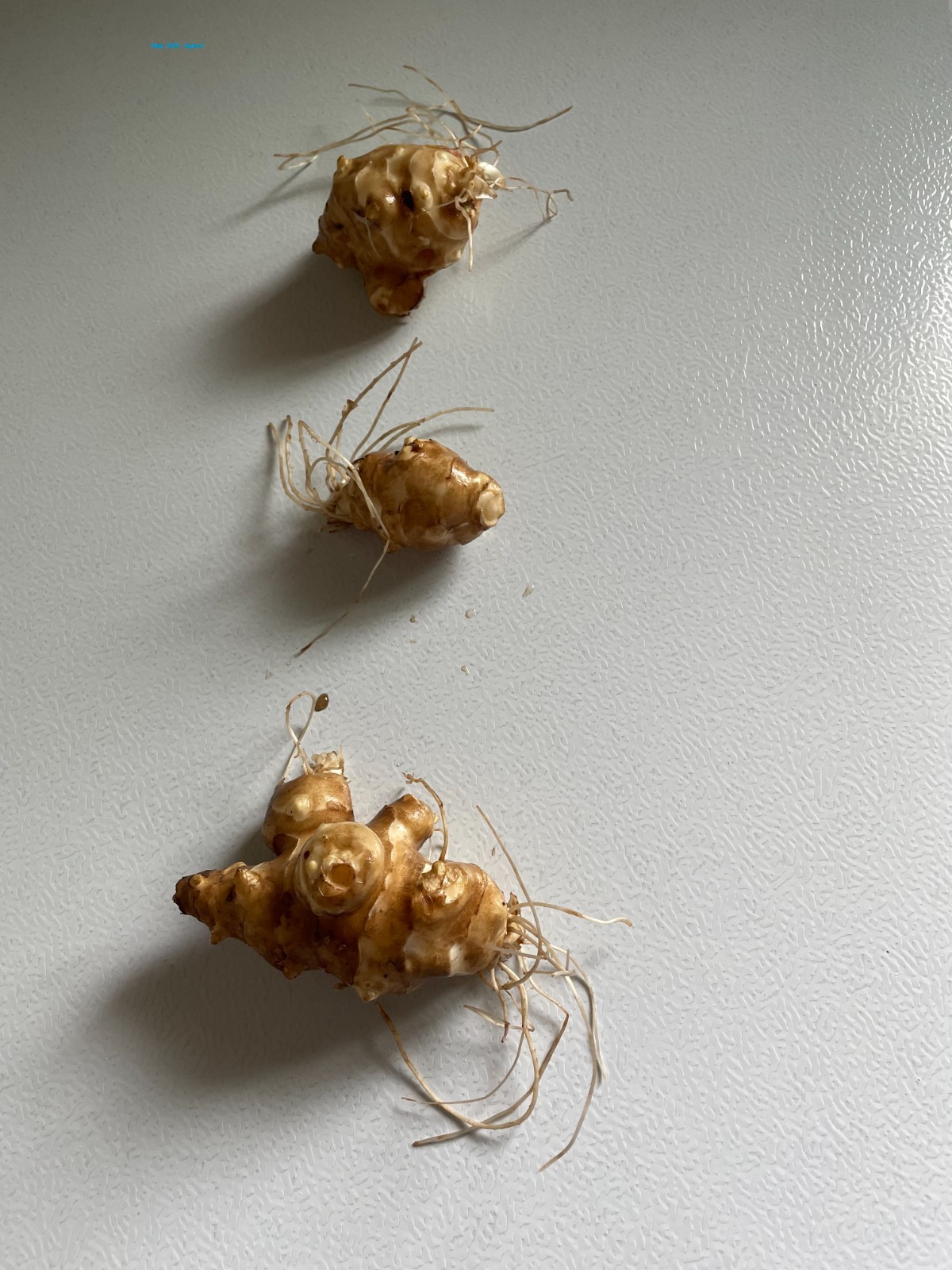 1lb Jerusalem Artichoke (Sunchoke) Tubers For Planting. Grown by Garden2table