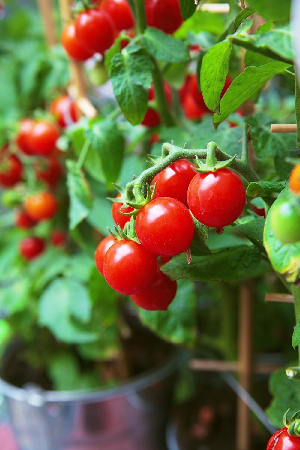 Tiny Tim Cherry Tomato Seeds, Dwarf Tomato Plant, NON-GMO, Heirloom, FREE SHIP