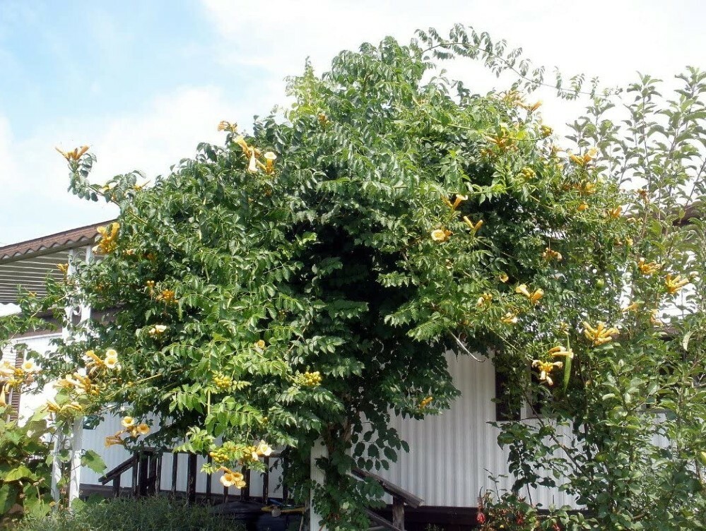 Plant Campsis Yellow Climbing Trumpet Vine Flower 2.5″ Pot Radican Flava Outdoor