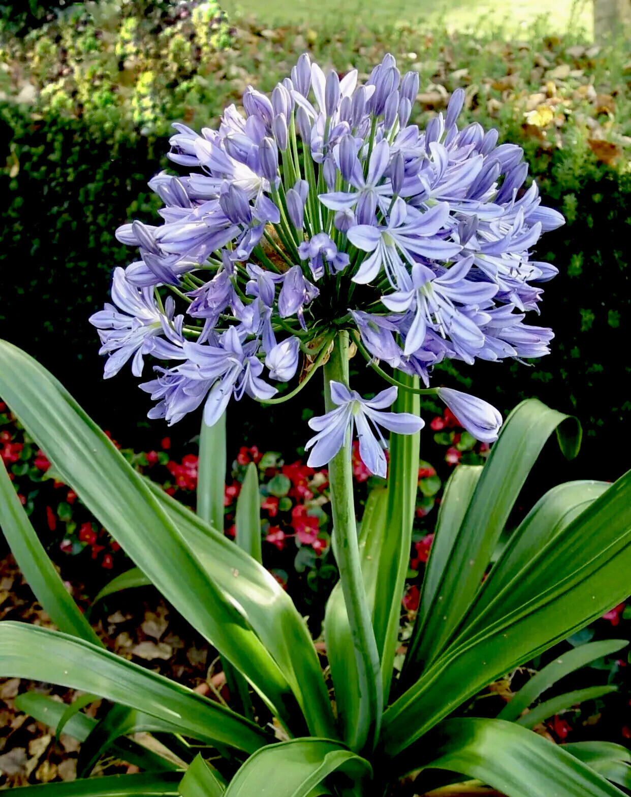 25 Seeds Lily of the Nile Blue Agapanthus African Lily