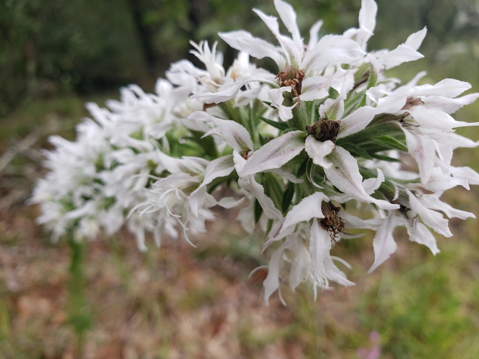 Elegant Blazingstar | 25 Seeds | Liatris Elegans | Gayfeather | White Flowering