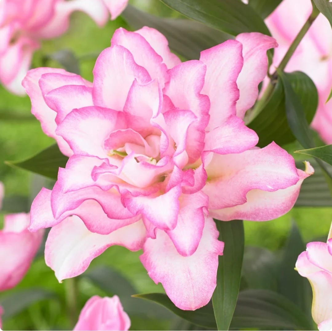 Lily Flower Bulbs 4 Rose Lilys Mixed Flowers Roselily Butterfly Garden Plants