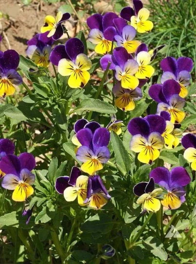 Helen Mount Johnny Jump Up Seeds Tricolor Free Shipping!