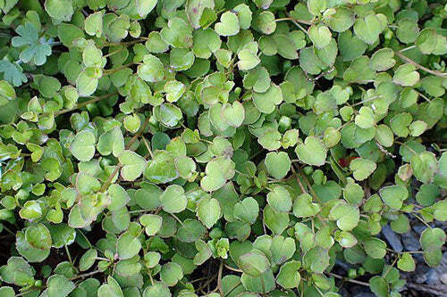 Fuchsia procumbens | Creeping, Climbing or Trailing Fuchsia | 5 Seeds