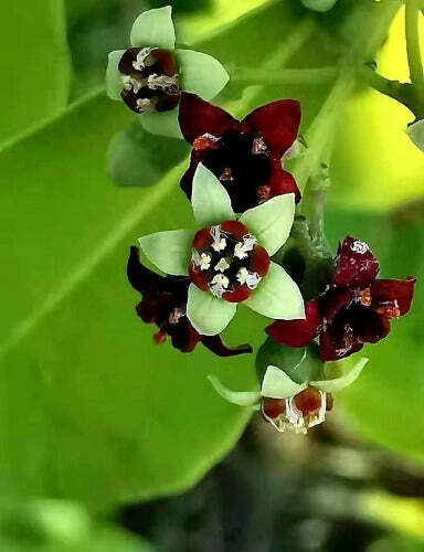 Santalum album | Chandana | Indian or White Sandalwood | 10 Seeds