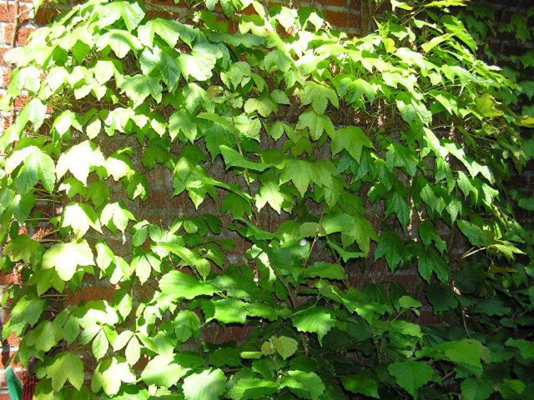 1-1000 PCS Japanese Creeper Grape Boston Ivy Tree Seeds Woodbine Shrub Vine 0187