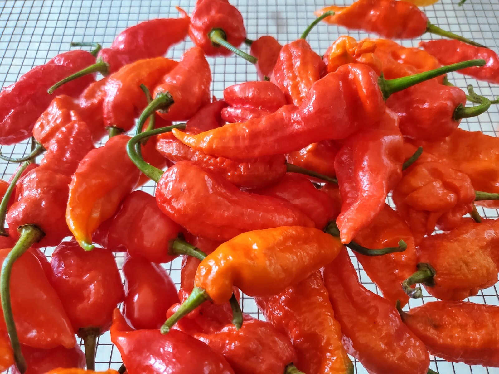 GHOST Pepper Seeds Super Hot! Bhut Jolokia Red 25+ seeds Organically Grown in TN