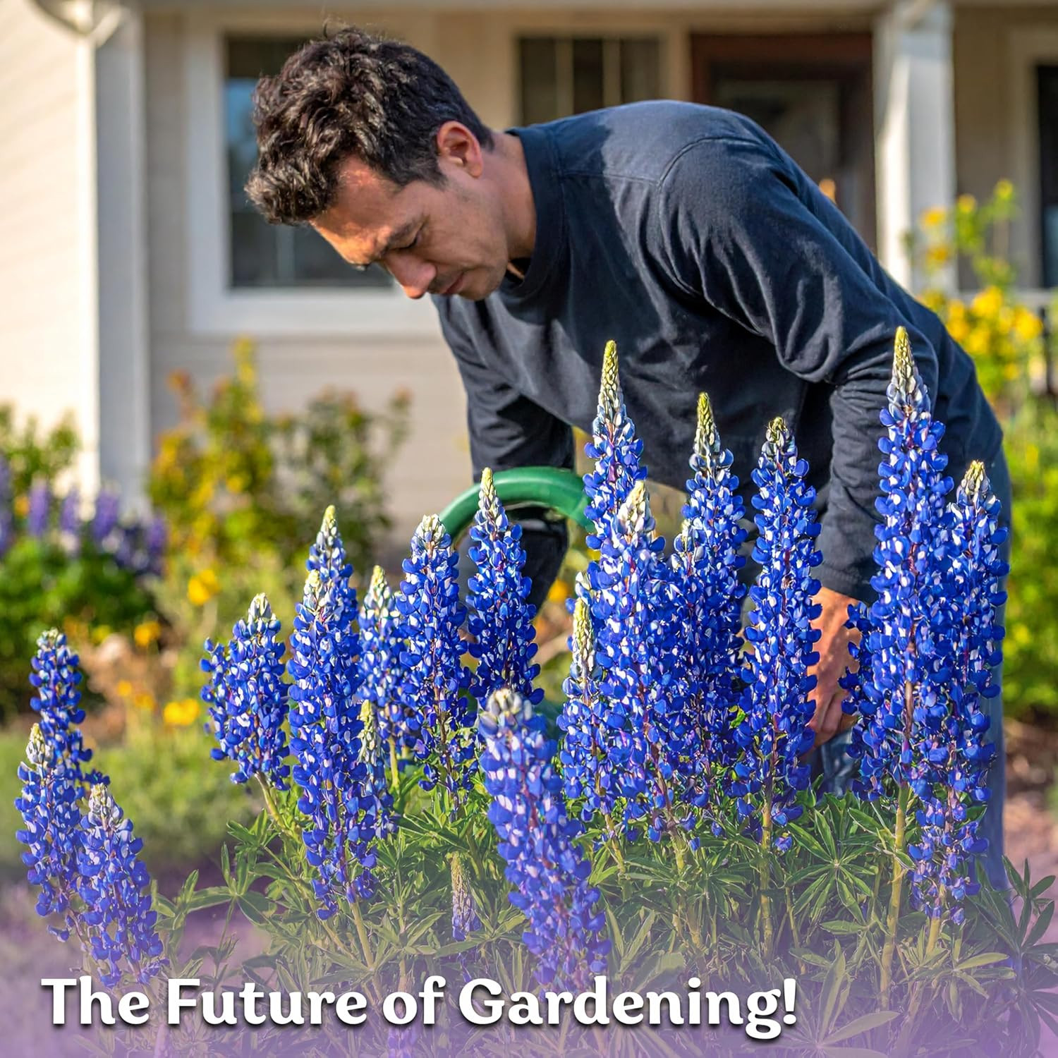 75 Texas Bluebonnet Seeds (Lupinus Texensis) – Texas Lupine, Pollinator Friendly