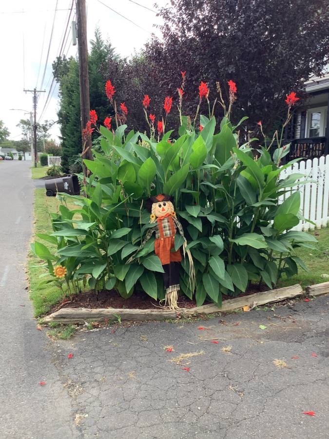 Lot Of 5 Magnificent Red Hummingbird 6-8′ Tall Canna Lilly Bulbs Free Shipping
