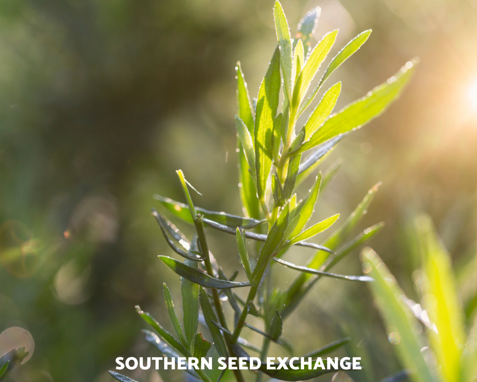 Tarragon – 300 Seeds – Culinary & Medicinal Herb – GMO Free