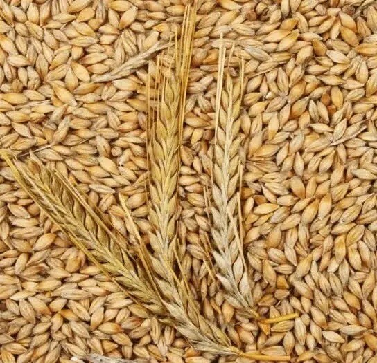 Barley – Whole Grain 300+ Seeds. Organic-~non-GMO~Cat Grass. Great Starter Pack.