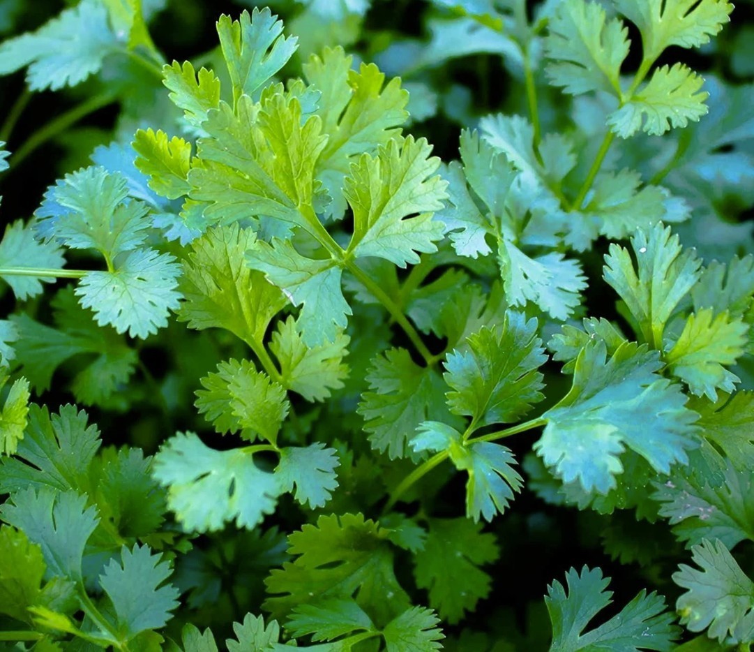 2026 Heirloom Vegetable Seeds – Premium Garden Seeds for Planting
