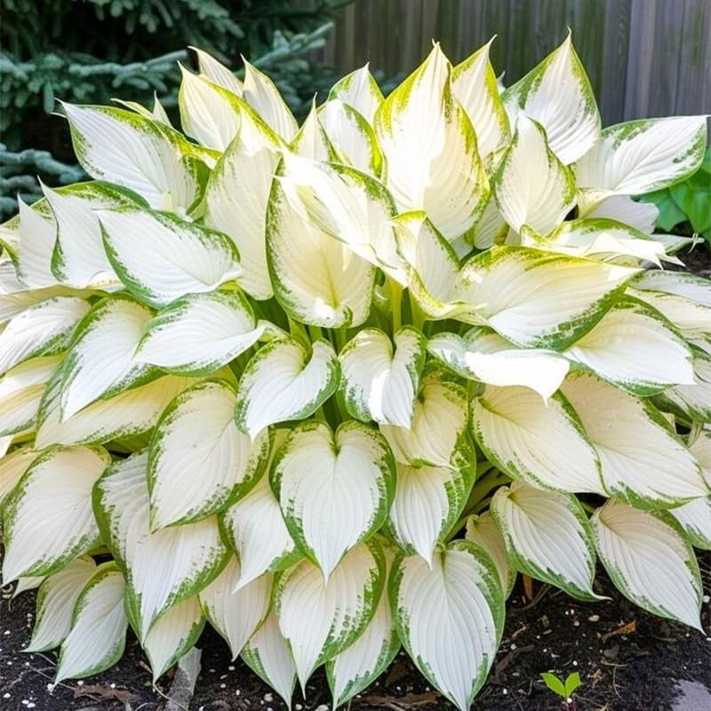 220+ Mixed Rare Hosta Seeds for Planting-Attract Pollinators Perennial Garden…