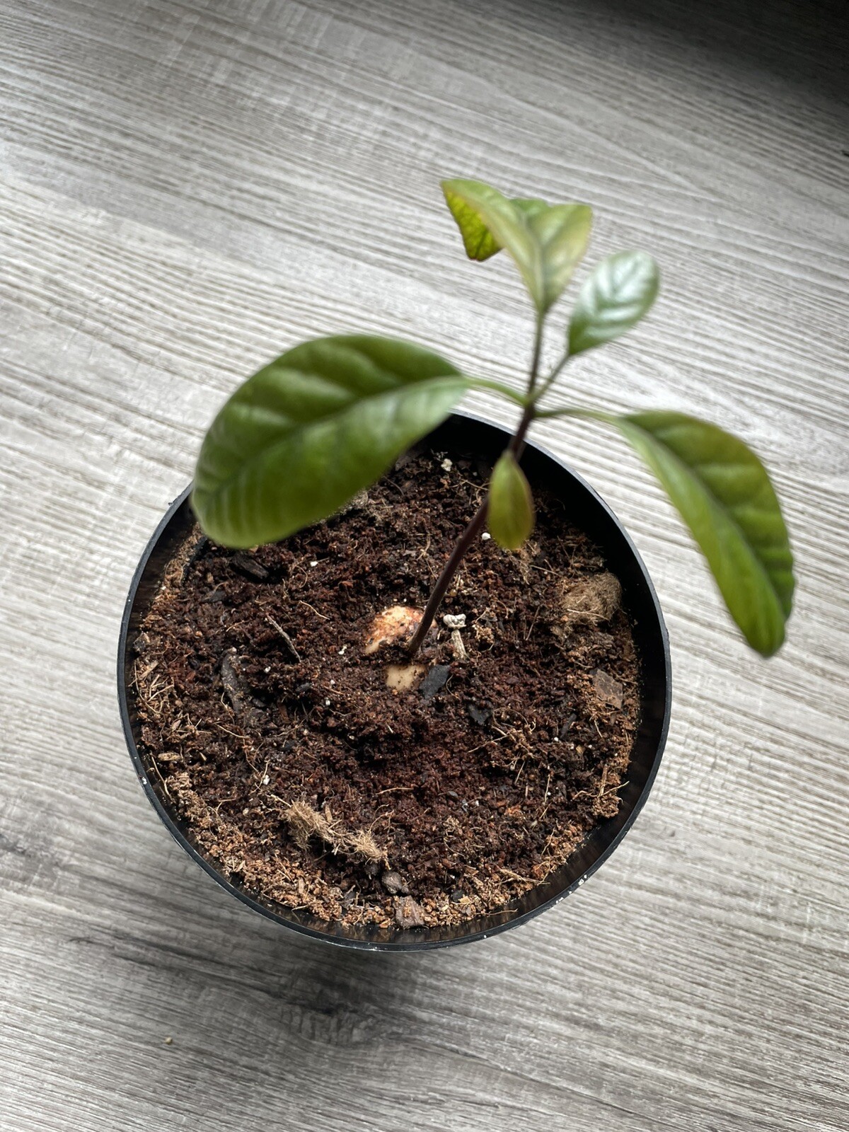 Avocado Plant