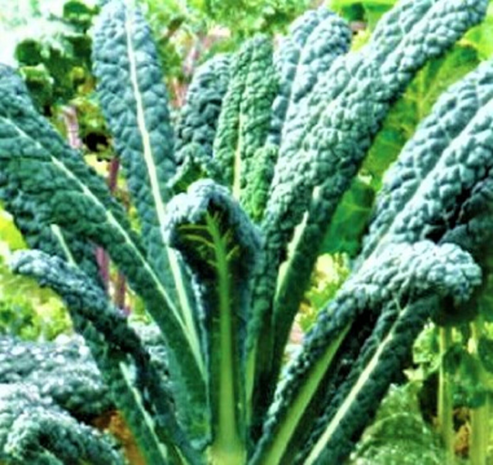 Lacinato Kale Seeds 200+ SEEDS NON-GMO –BUY 4 ITEMS FREE SHIPPING