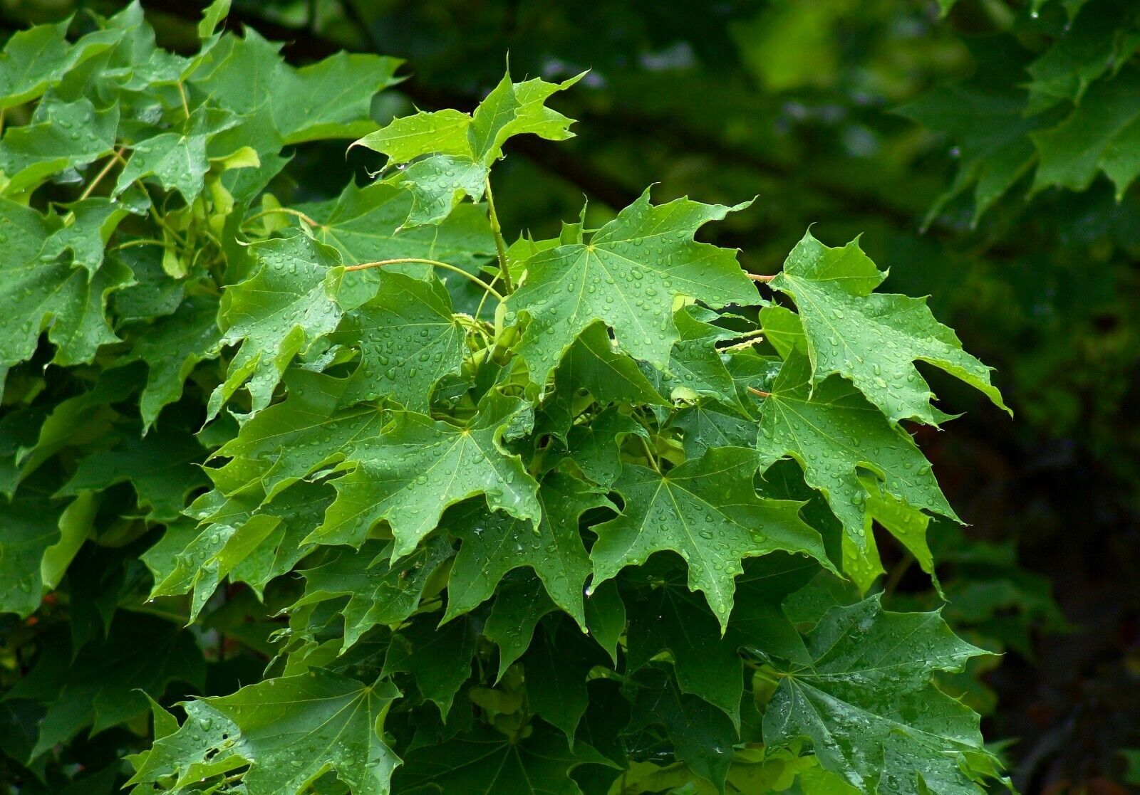 FAST GROWING TREE SEEDS: Norway Maple (Acer Platanoides) Size:10-100 | US Seller