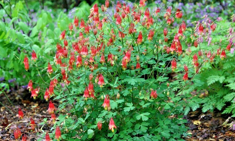 101+EASTERN RED COLUMBINE Seeds Perennial Native Wildflower Shade Flower Garden