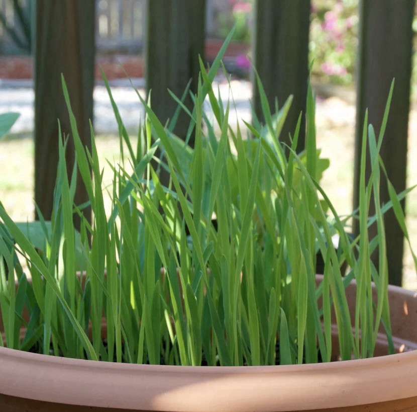 100+ CAT GRASS SEEDS | CAT GRASS CRESTED WHEAT GRASS – USA SELLER |FREE SHIPPING