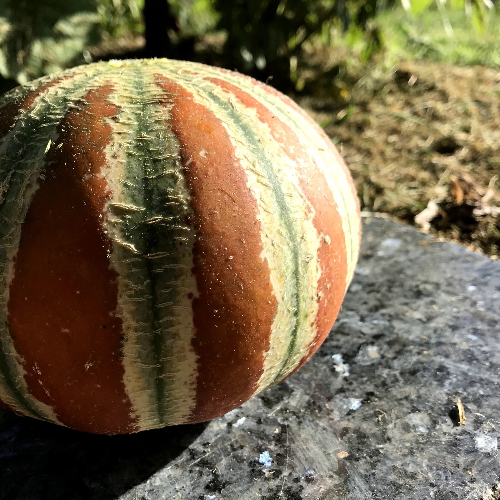 20+ Kajari Melon Seeds Small Personal Sized Exotic Melon w Musky Honeydew Flavor