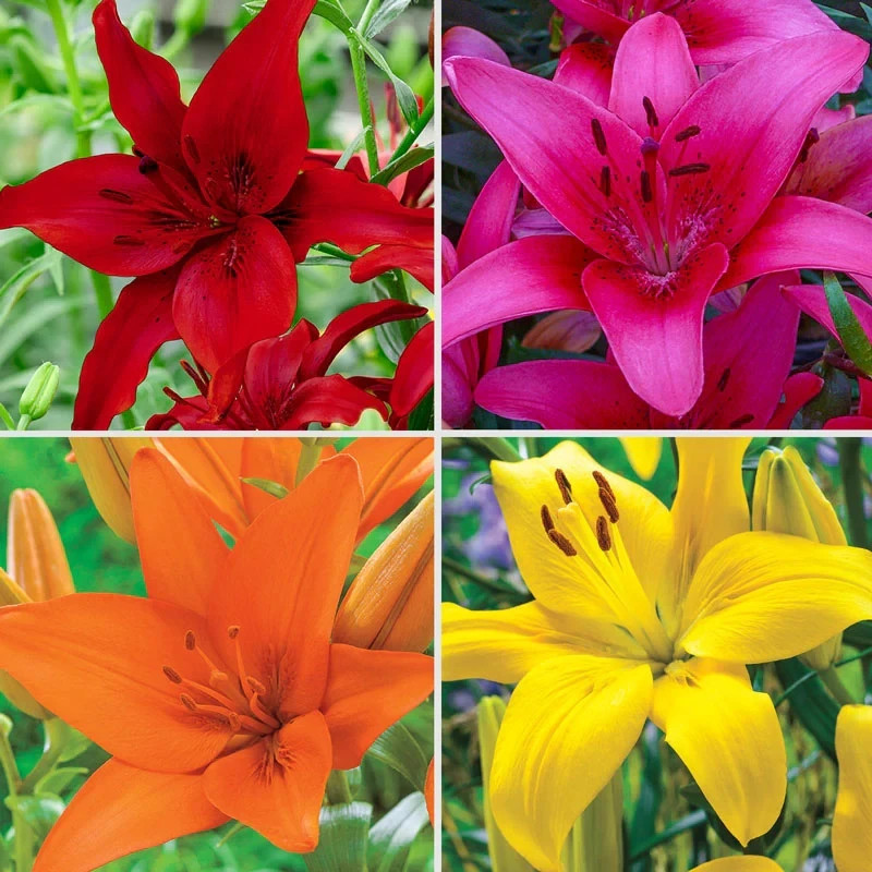 Gladiolus Flower Bulbs 30 Mix Colors Florist Bouquet Gladioli Sword Lily Plants
