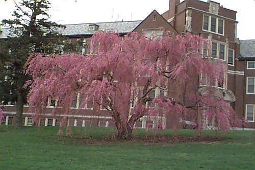 Weeping Higan Cherry, Prunus subhirtella pendula, Tree Seeds