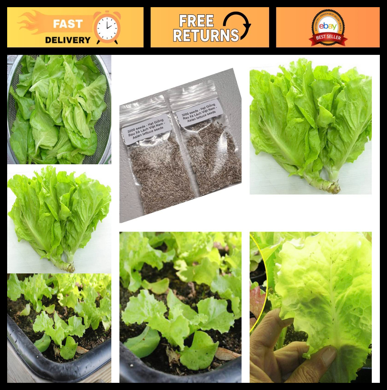 3000 Seeds Vietnamese Lettuce – Easy to Grow, Productive All Seasons, Fast Shipp