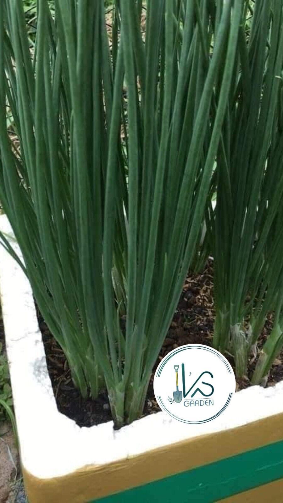 WHITE BUNCHING ONION SEEDS, HÀNH LÁ, 蔥