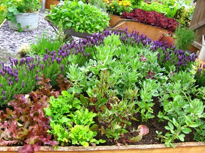 126 Heirloom Varieties! Preppers GARDEN/SURVIVAL SEED CACHE WITH $30 HERB PACK